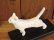 画像5: 小澤康麿　陶猫　のび猫（白）