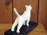 画像7: 小澤康麿　陶猫　のび猫（白）
