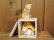 画像1: 小澤創磨　陶猫　「木箱の二匹」 (1)