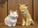 画像3: 小澤創磨　陶猫　「木箱の二匹」