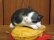 画像2: まる工房　陶猫　「たい焼き猫」ハチワレ