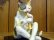 画像2: 小澤康麿　陶猫　『笛吹き猫』