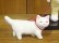 画像7: 小澤康麿　陶猫　「お散歩猫」茶トラ