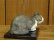 画像4: 小澤康麿　陶猫　『てびねり小猫』ハチワレ