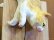 画像3: 小澤康麿　陶猫　『ダリの時計とだれた猫』