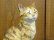 画像3: 小澤康麿　陶猫　『てびねり小猫』キジトラ