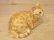 画像7: 小澤康麿　陶猫　『茶トラこねこ』