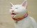 画像3: 小澤創磨　陶猫　『こねこ　白』