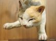画像5: 小澤康麿　陶猫　のび猫（三毛・逆立ち）