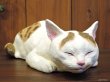 画像3: 小澤康麿　陶猫　うたたねこ（キジブチ）