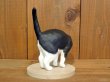 画像3: 小澤創磨　陶猫　『振り向きハチワレ』