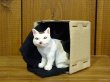 画像1: 小澤康麿　陶猫　『箱猫』