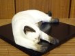 画像8: 小澤創磨　陶猫　『夢見るシャム猫』