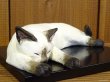 画像9: 小澤創磨　陶猫　『夢見るシャム猫』