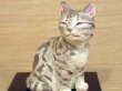 画像2: 小澤康麿　陶猫　『てびねり猫』アメショ