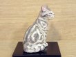 画像3: 小澤康麿　陶猫　『てびねり猫』アメショ