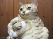 画像7: 小澤康麿　陶猫　『ビーチセイバー』
